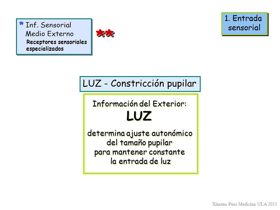** LUZ LUZ - Constricción pupilar 1. Entrada sensorial