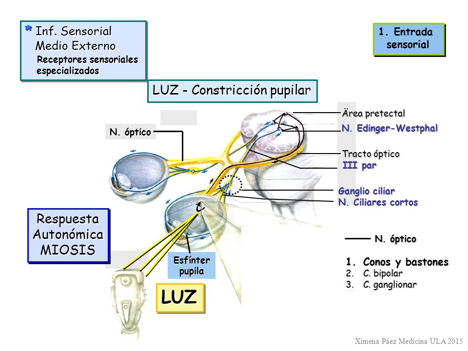 LUZ * Inf. Sensorial LUZ - Constricción pupilar Respuesta Autonómica