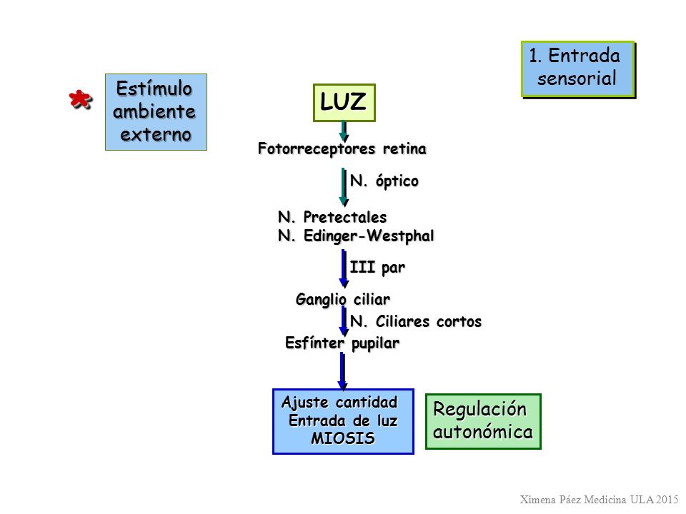* LUZ 1. Entrada sensorial Estímulo ambiente externo Regulación