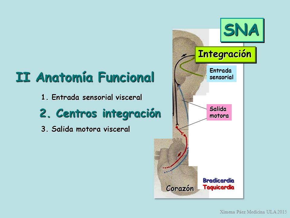 SNA II Anatomía Funcional 2. Centros integración Integración Corazón