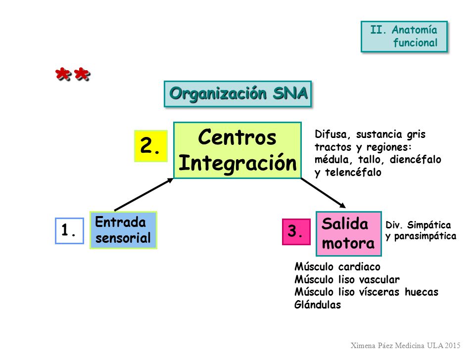 * * Centros 2. Integración Organización SNA Salida motora
