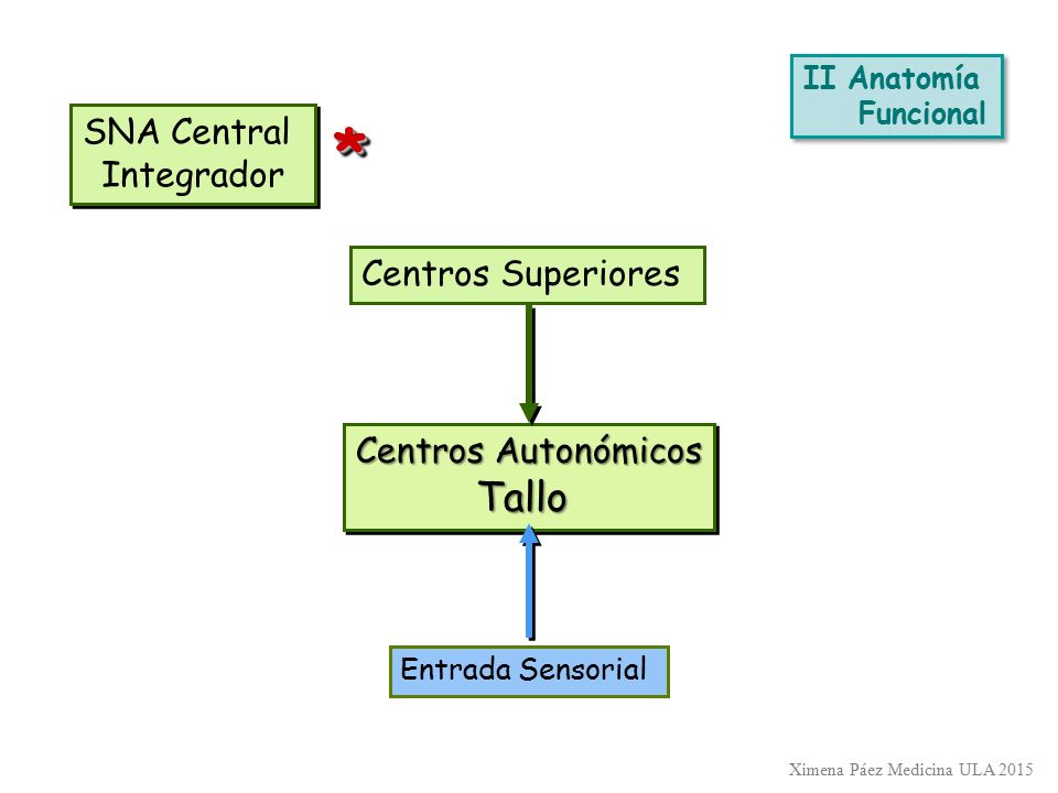 * Tallo SNA Central Integrador Centros Superiores Centros Autonómicos