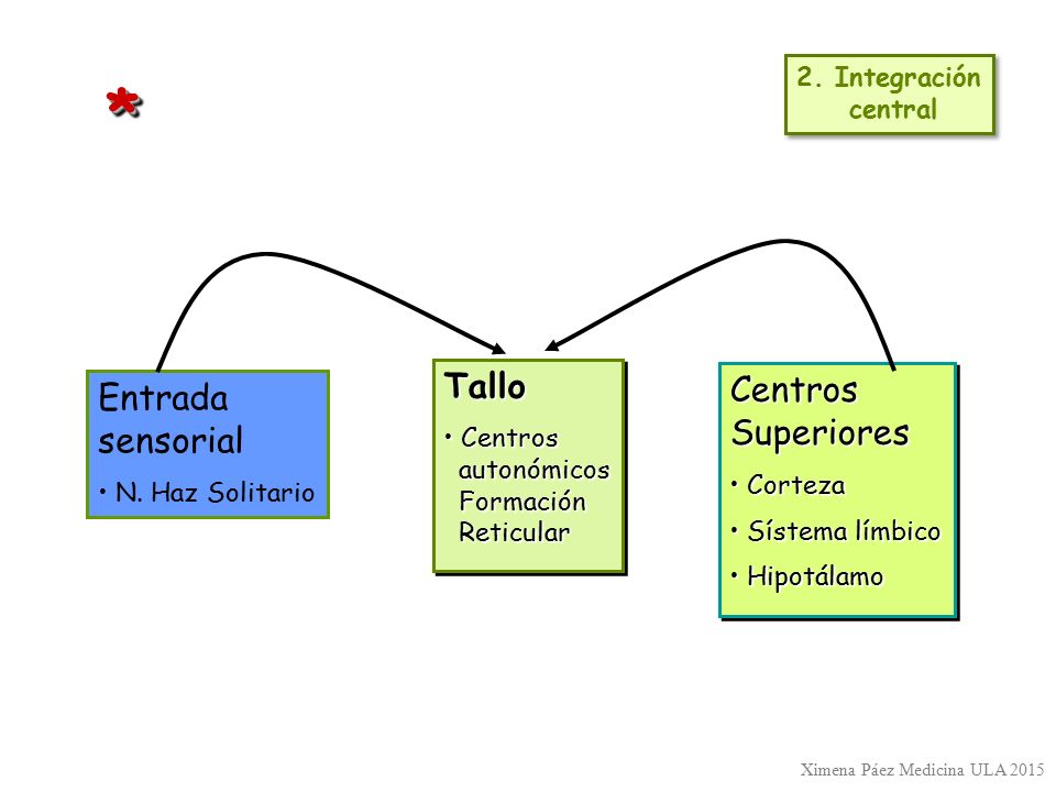 * Tallo Centros Entrada Superiores sensorial 2. Integración central