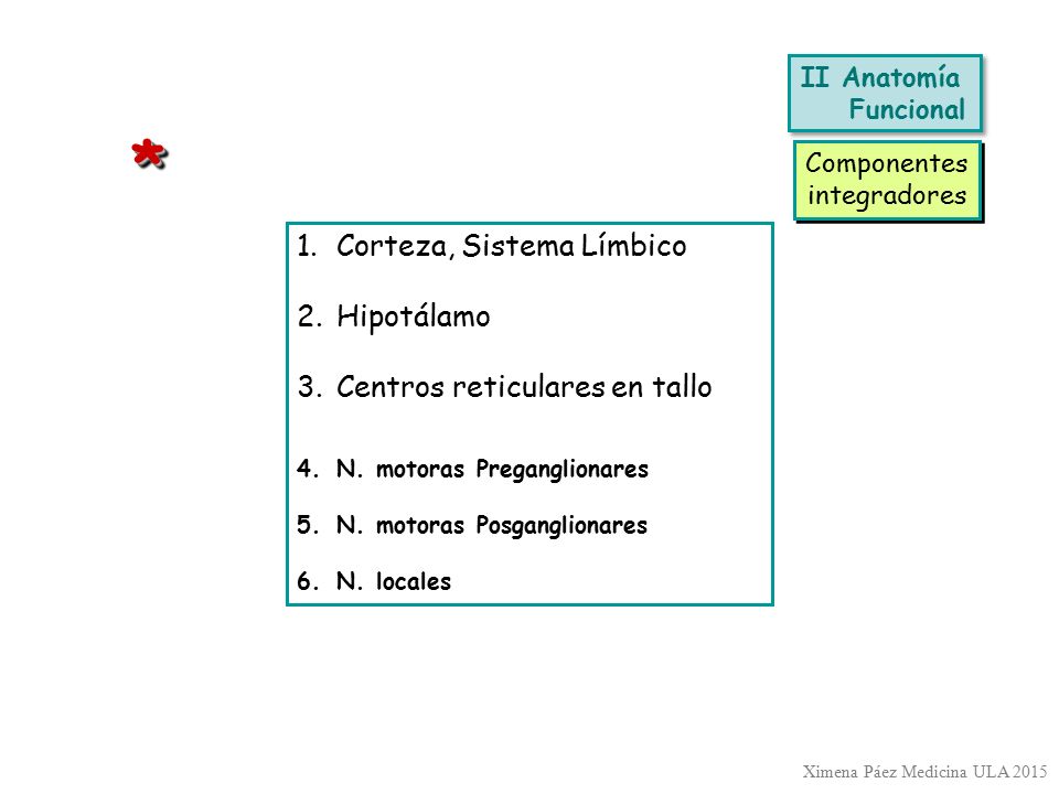 * Corteza, Sistema Límbico Hipotálamo Centros reticulares en tallo