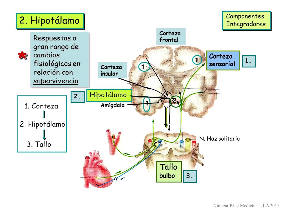 Componentes Integradores. 2. Hipotálamo. Corteza. frontal. Respuestas a gran rango de cambios fisiológicos en relación con supervivencia.