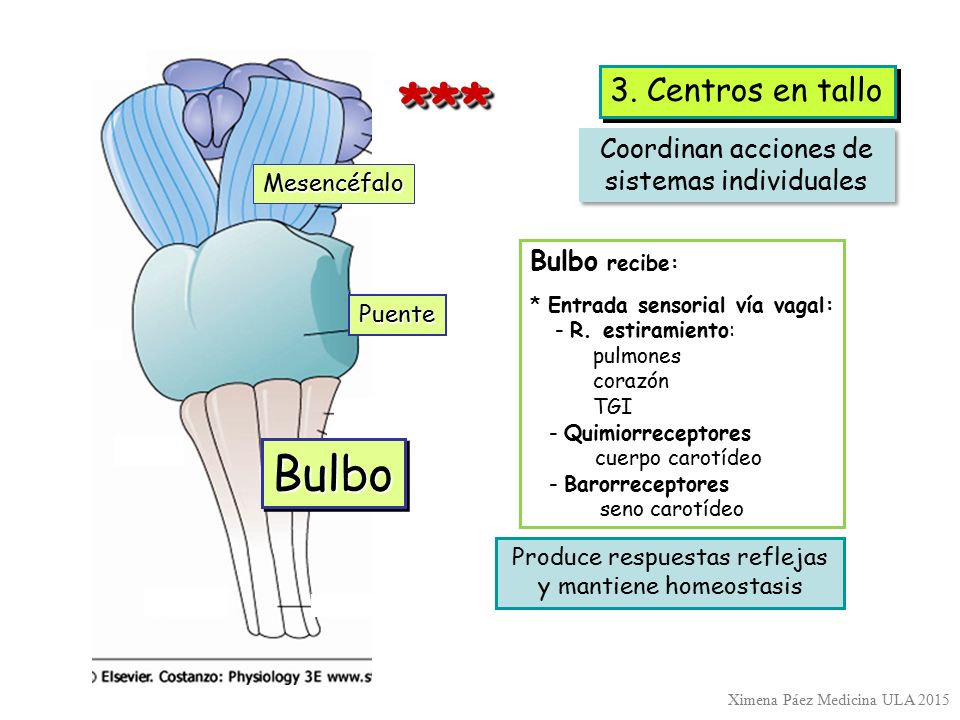 *** Bulbo 3. Centros en tallo Coordinan acciones de