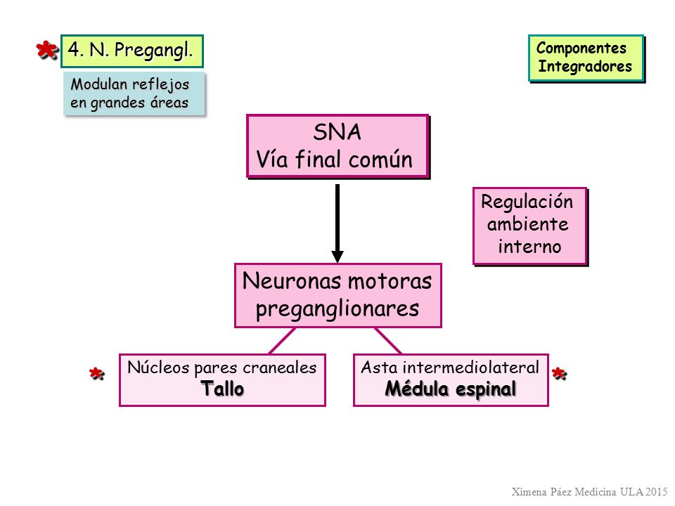 * * * SNA Vía final común Neuronas motoras preganglionares