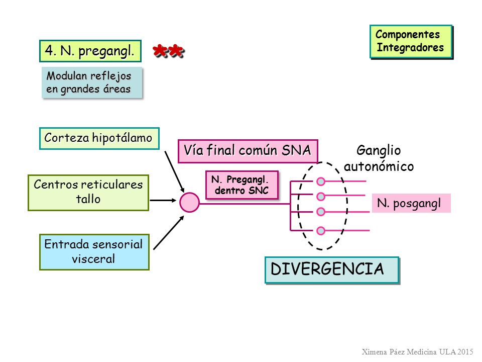 ** DIVERGENCIA 4. N. pregangl. Vía final común SNA Ganglio autonómico