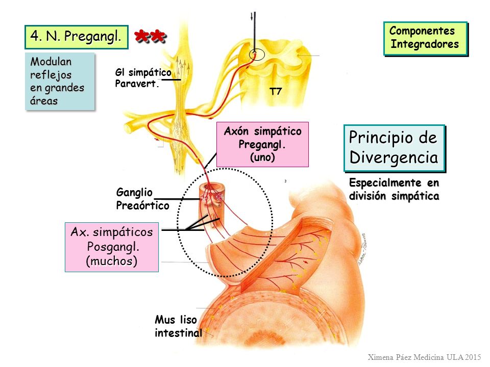 ** Principio de Divergencia 4. N. Pregangl. Ax. simpáticos Posgangl.
