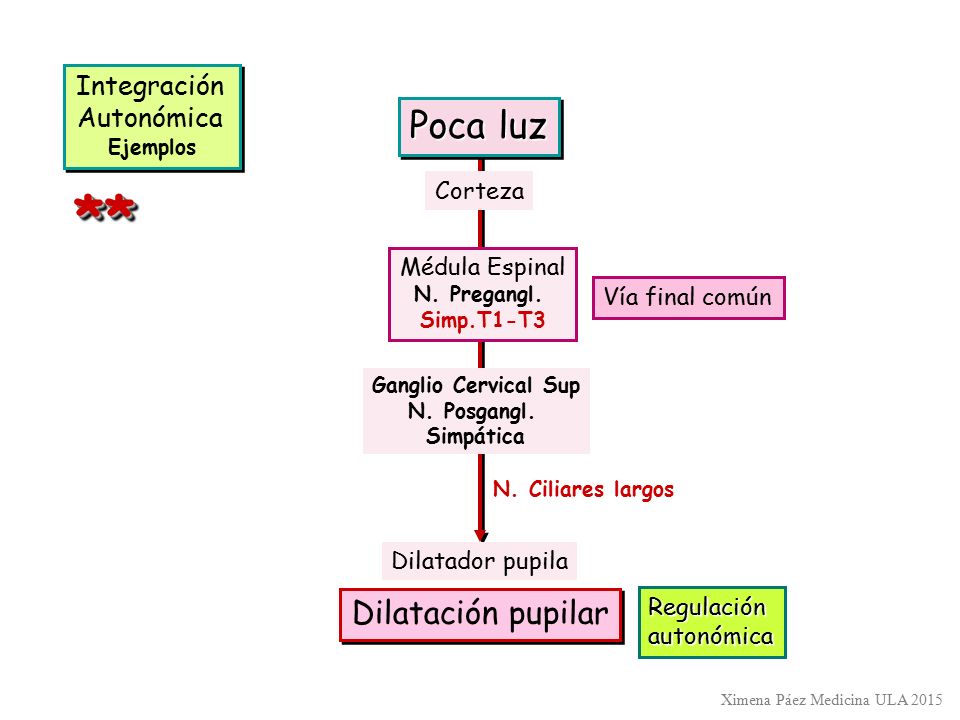 ** Poca luz Dilatación pupilar Integración Autonómica Corteza