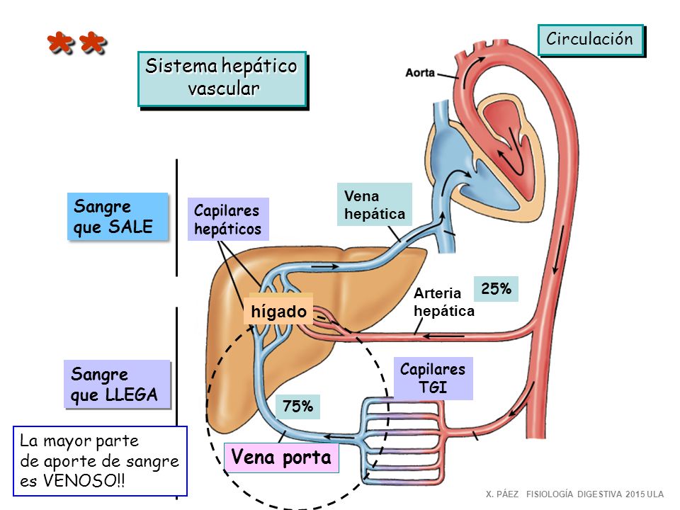 * * Sistema hepático vascular Vena porta Circulación Sangre que SALE