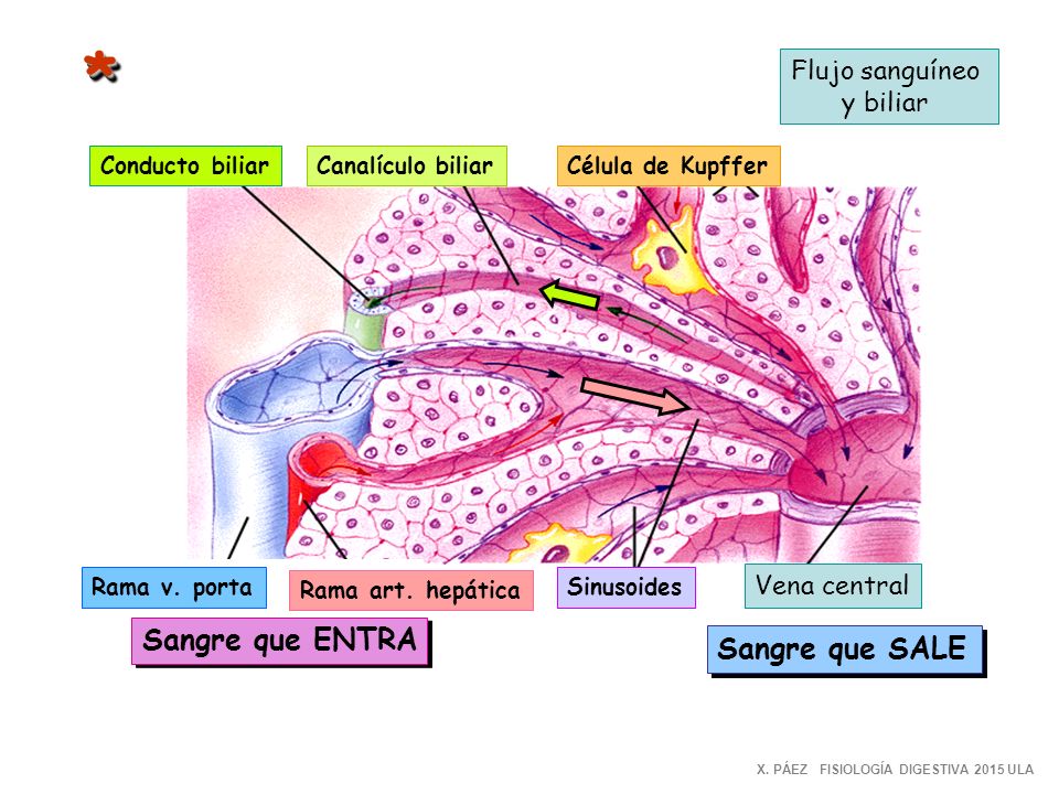 * Sangre que ENTRA Sangre que SALE Flujo sanguíneo y biliar