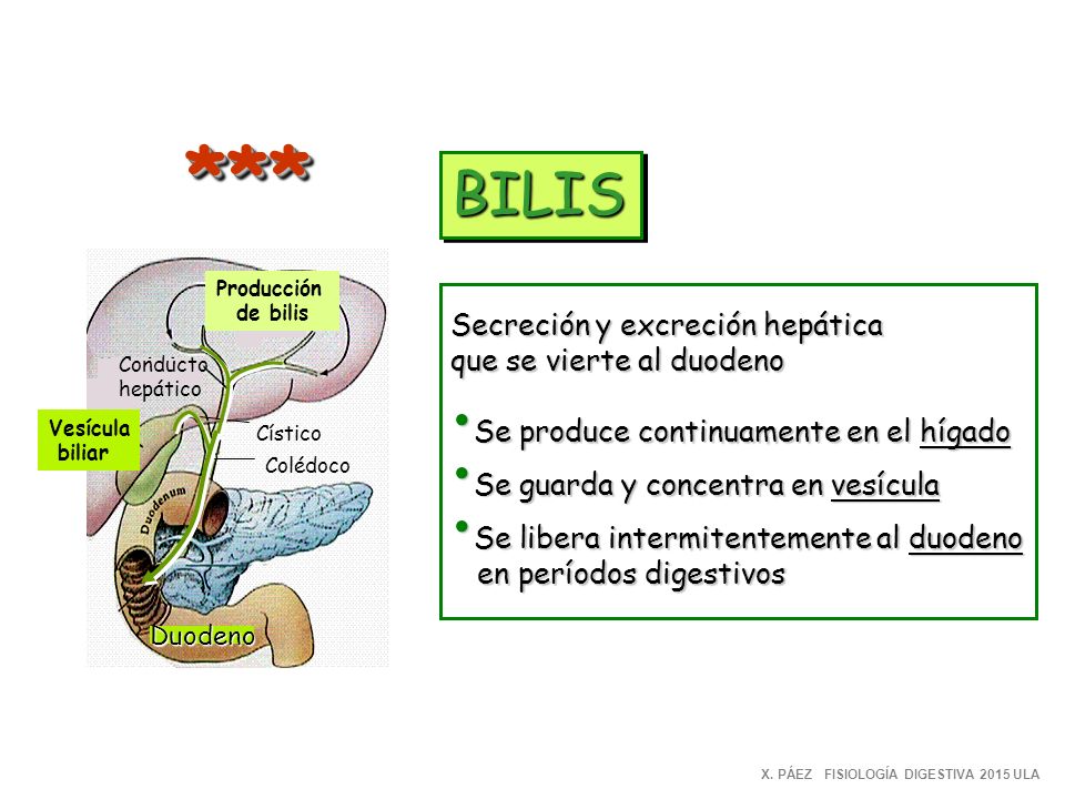 *** BILIS Secreción y excreción hepática que se vierte al duodeno