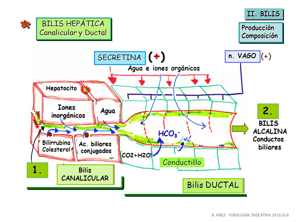 * (+) Bilis DUCTAL BILIS HEPÁTICA Canalicular y Ductal (+)