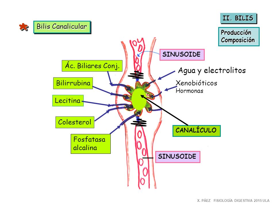 * Agua y electrolitos Bilis Canalicular Ác. Biliares Conj. Bilirrubina
