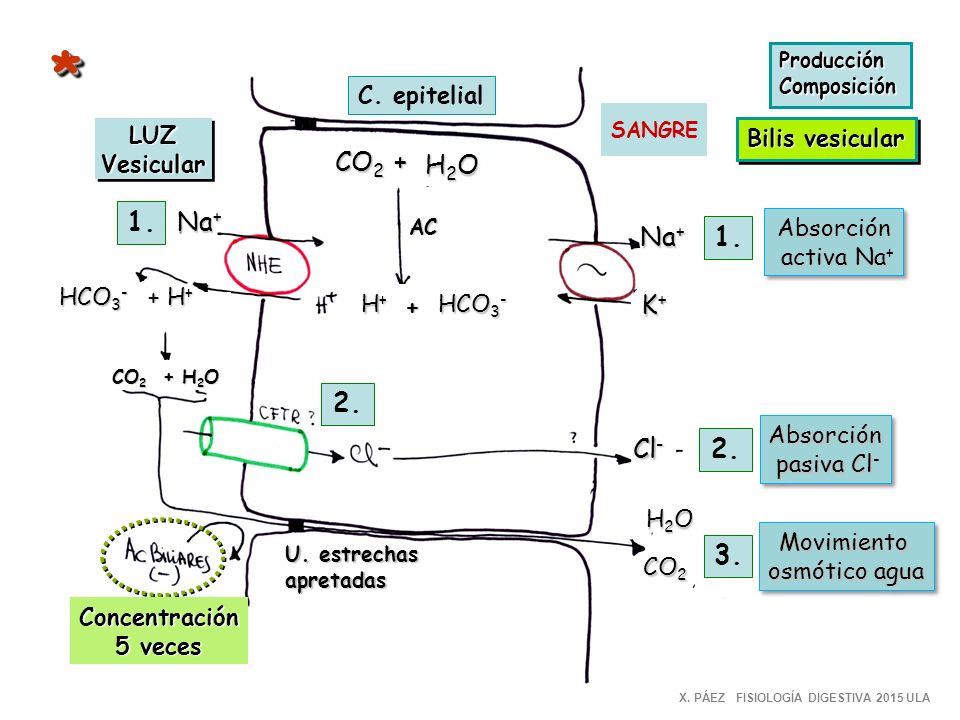 * CO2 + H2O 1. Na+ Na+ 1. K+ 2. Cl C. epitelial LUZ Vesicular