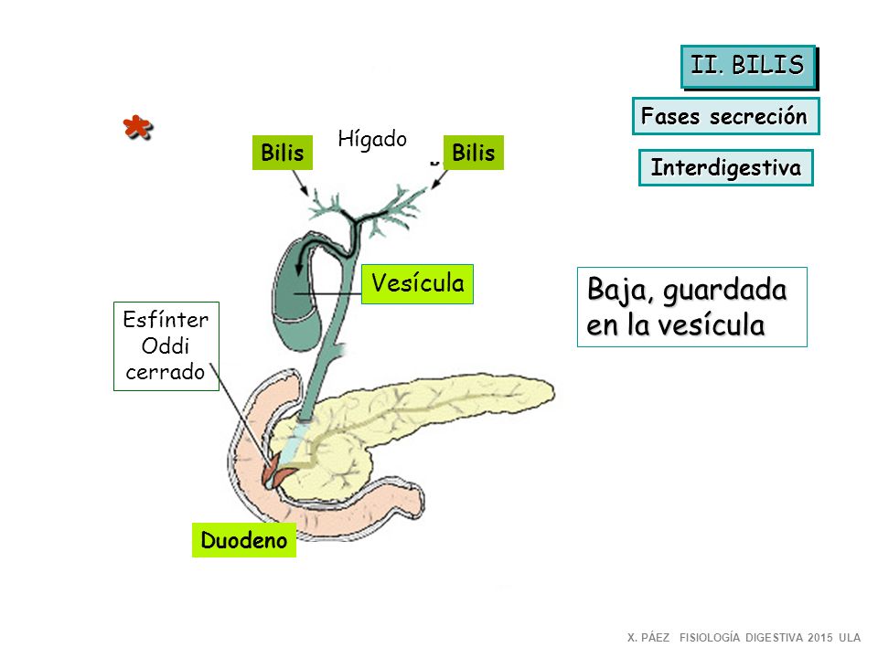 * Baja, guardada en la vesícula II. BILIS Vesícula Fases secreción