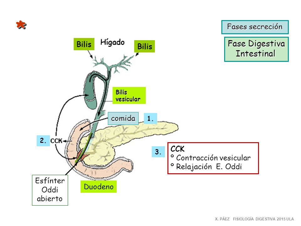 * Fase Digestiva Intestinal Fases secreción Hígado Bilis Bilis comida