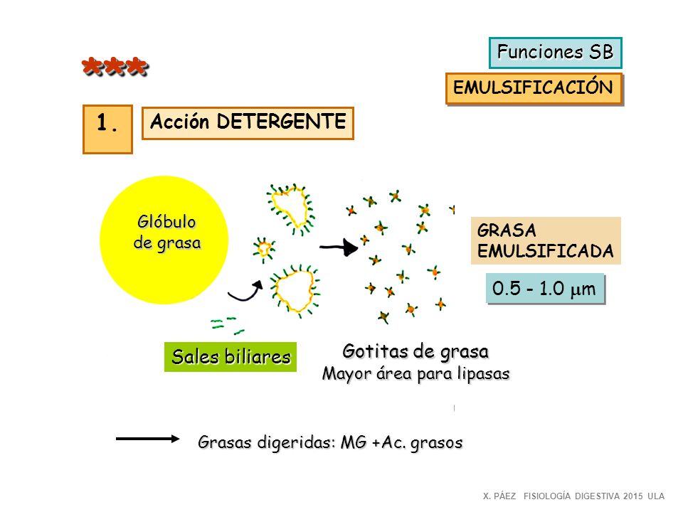 *** 1. Funciones SB Acción DETERGENTE mm Gotitas de grasa
