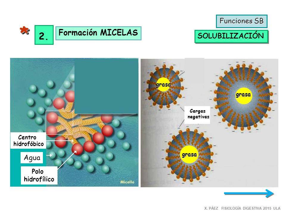 * 2. Formación MICELAS Funciones SB SOLUBILIZACIÓN Agua Polo
