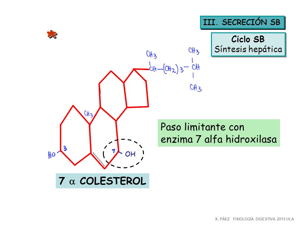 * Paso limitante con enzima 7 alfa hidroxilasa 7 a COLESTEROL Ciclo SB