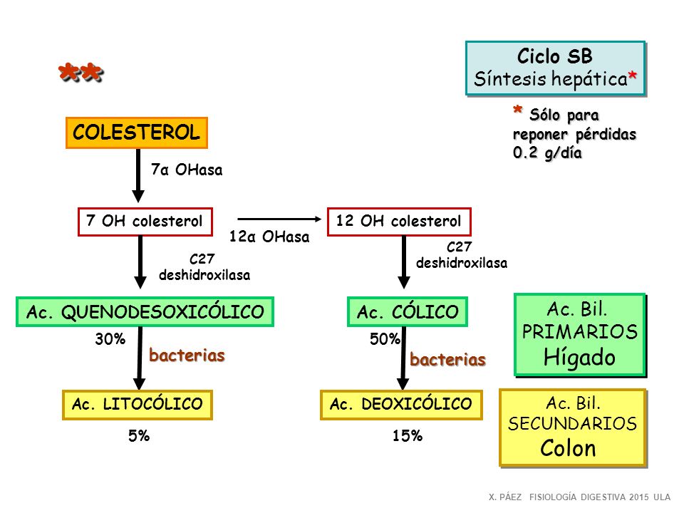 ** Hígado Colon Ciclo SB Síntesis hepática* * Sólo para COLESTEROL