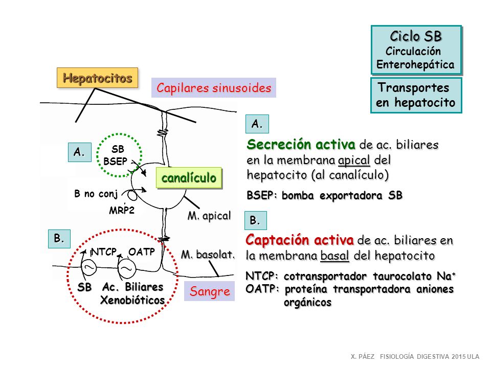 Captación activa de ac. biliares en la membrana basal del hepatocito