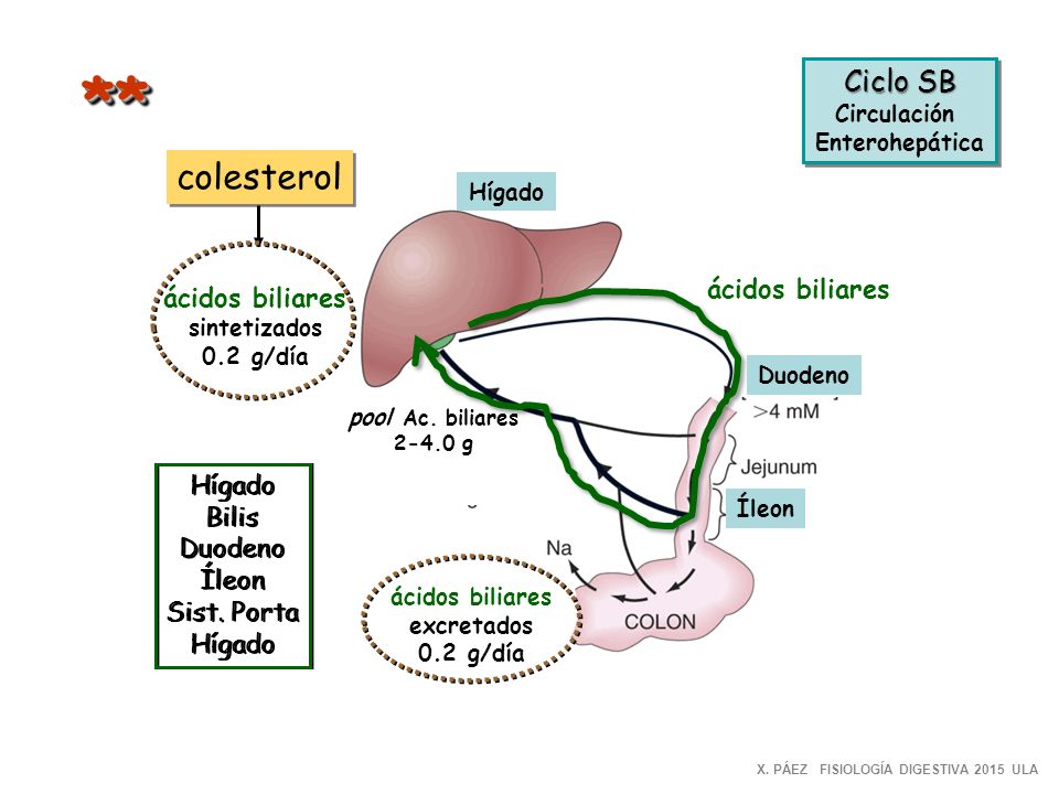 ** colesterol Ciclo SB ácidos biliares ácidos biliares Hígado Bilis