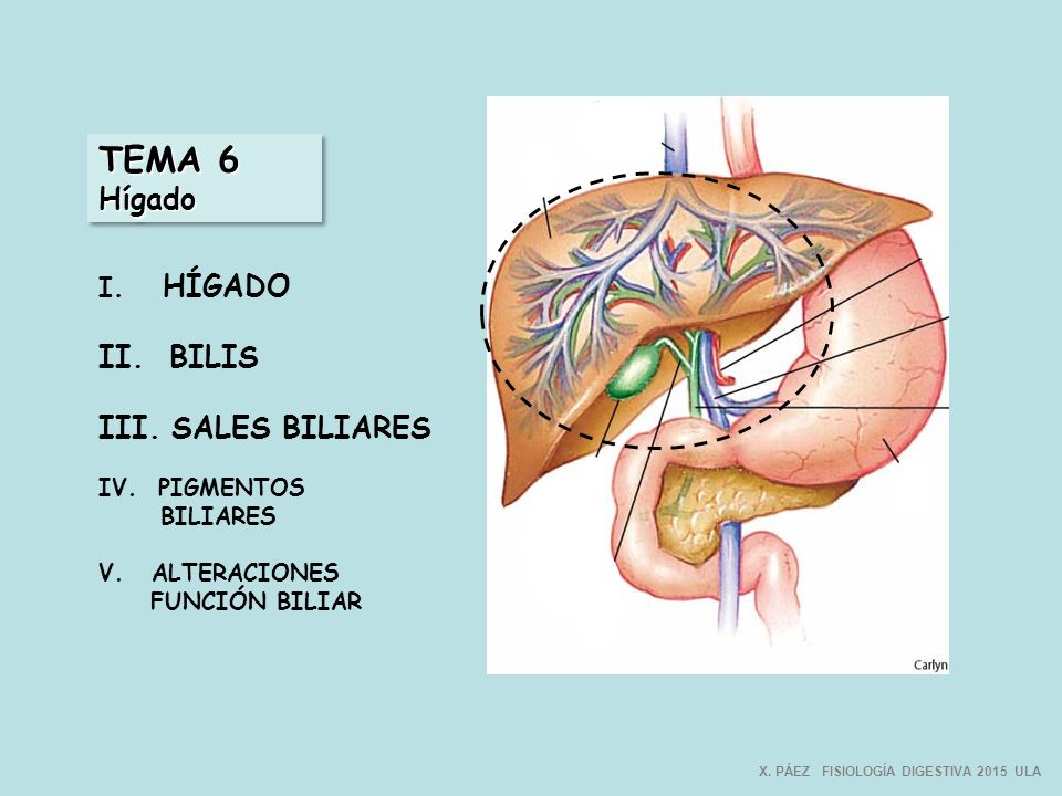 TEMA 6 Hígado II. BILIS III. SALES BILIARES HÍGADO IV. PIGMENTOS