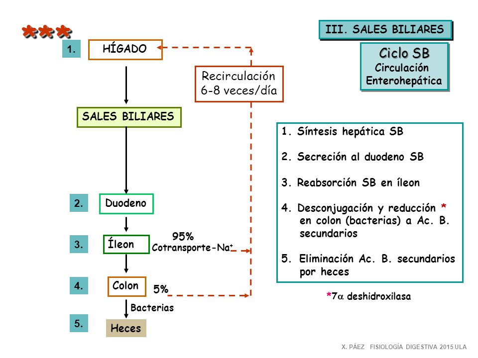 * * * Ciclo SB Recirculación 6-8 veces/día III. SALES BILIARES 1.