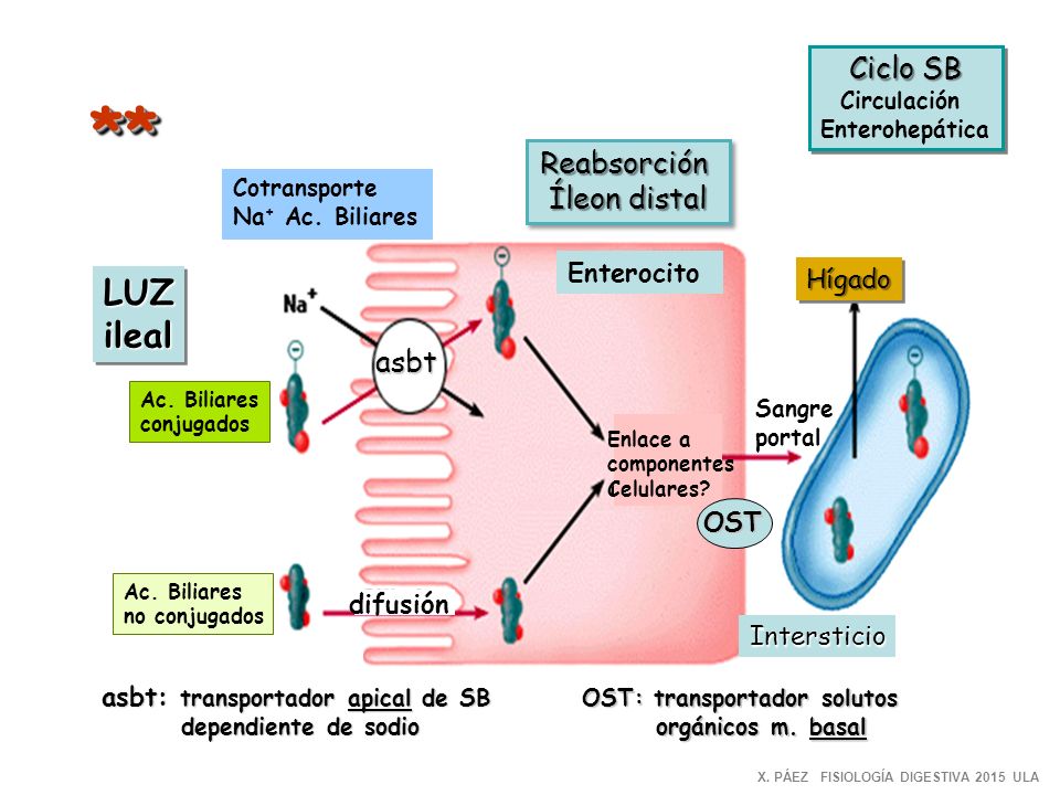 asbt: transportador apical de SB OST: transportador solutos