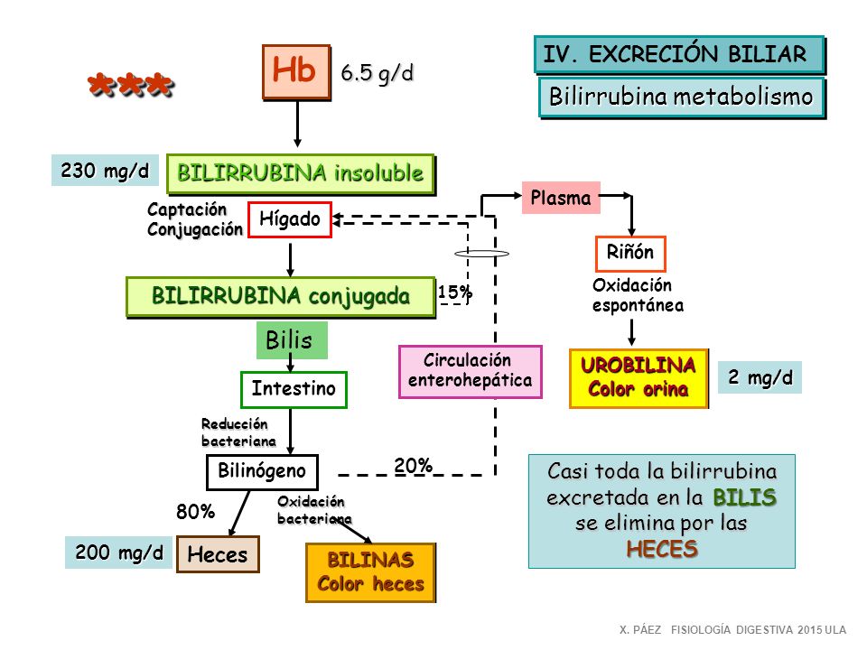 * ** Hb Bilirrubina metabolismo Bilis IV. EXCRECIÓN BILIAR 6.5 g/d