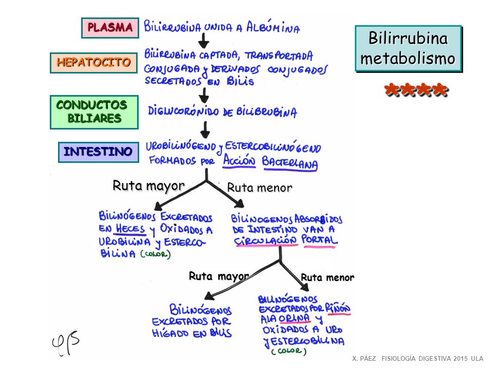 **** Bilirrubina metabolismo Ruta mayor Ruta menor PLASMA HEPATOCITO