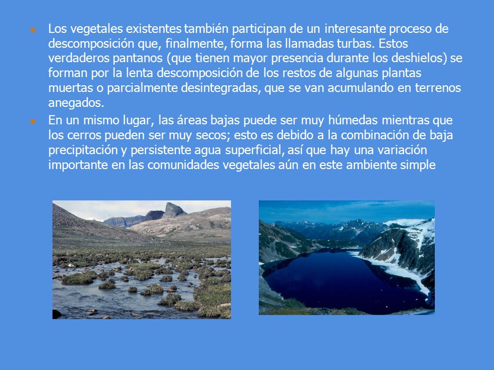 Los vegetales existentes también participan de un interesante proceso de descomposición que, finalmente, forma las llamadas turbas. Estos verdaderos pantanos (que tienen mayor presencia durante los deshielos) se forman por la lenta descomposición de los restos de algunas plantas muertas o parcialmente desintegradas, que se van acumulando en terrenos anegados.