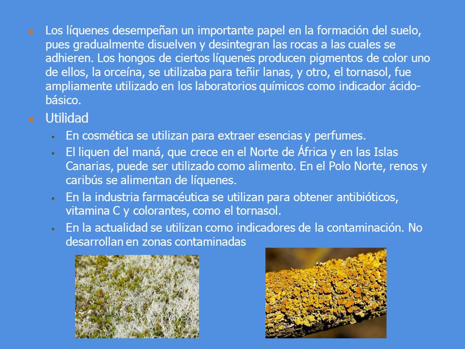 Los líquenes desempeñan un importante papel en la formación del suelo, pues gradualmente disuelven y desintegran las rocas a las cuales se adhieren. Los hongos de ciertos líquenes producen pigmentos de color uno de ellos, la orceína, se utilizaba para teñir lanas, y otro, el tornasol, fue ampliamente utilizado en los laboratorios químicos como indicador ácido-básico.