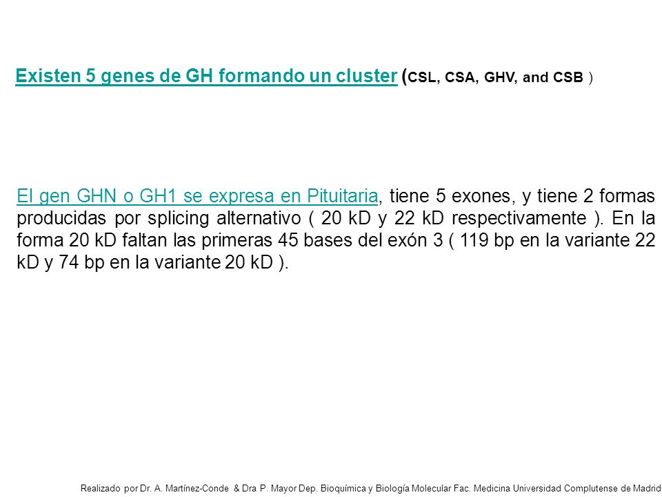 Existen 5 genes de GH formando un cluster (CSL, CSA, GHV, and CSB )