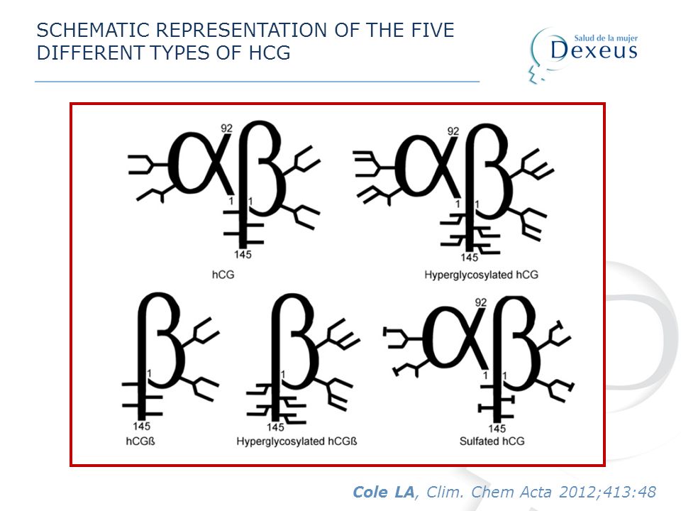 SCHEMATIC REPRESENTATION OF THE FIVE DIFFERENT TYPES OF HCG