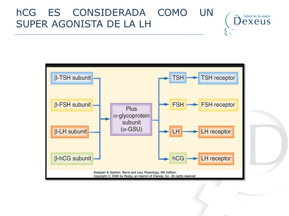 hCG ES CONSIDERADA COMO UN SUPER AGONISTA DE LA LH