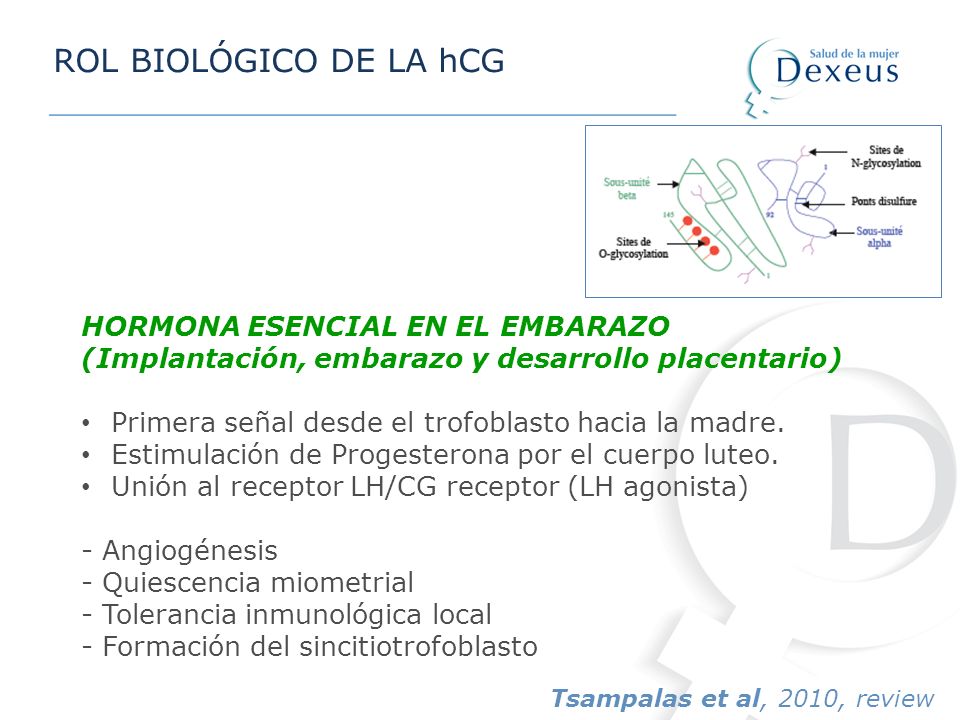 ROL BIOLÓGICO DE LA hCG HORMONA ESENCIAL EN EL EMBARAZO