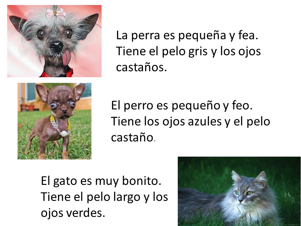 La perra es pequeña y fea. Tiene el pelo gris y los ojos castaños.