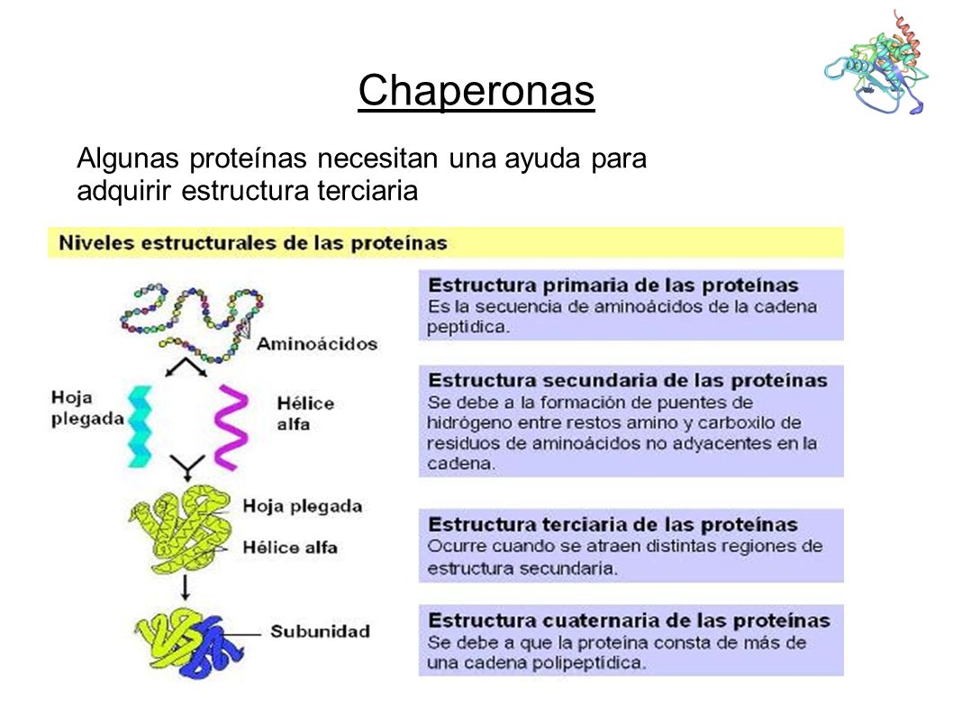 Chaperonas Algunas proteínas necesitan una ayuda para adquirir estructura terciaria 11
