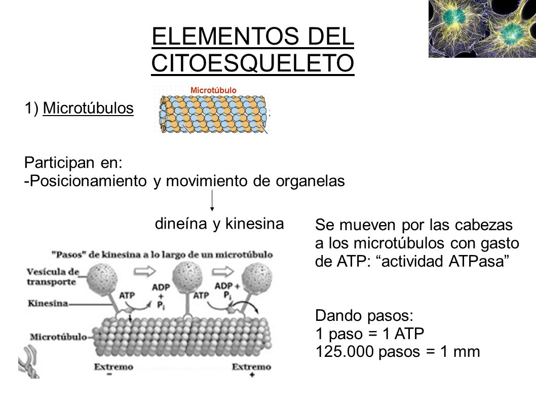 ELEMENTOS DEL CITOESQUELETO