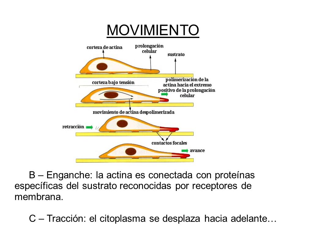 MOVIMIENTO B – Enganche: la actina es conectada con proteínas específicas del sustrato reconocidas por receptores de membrana.
