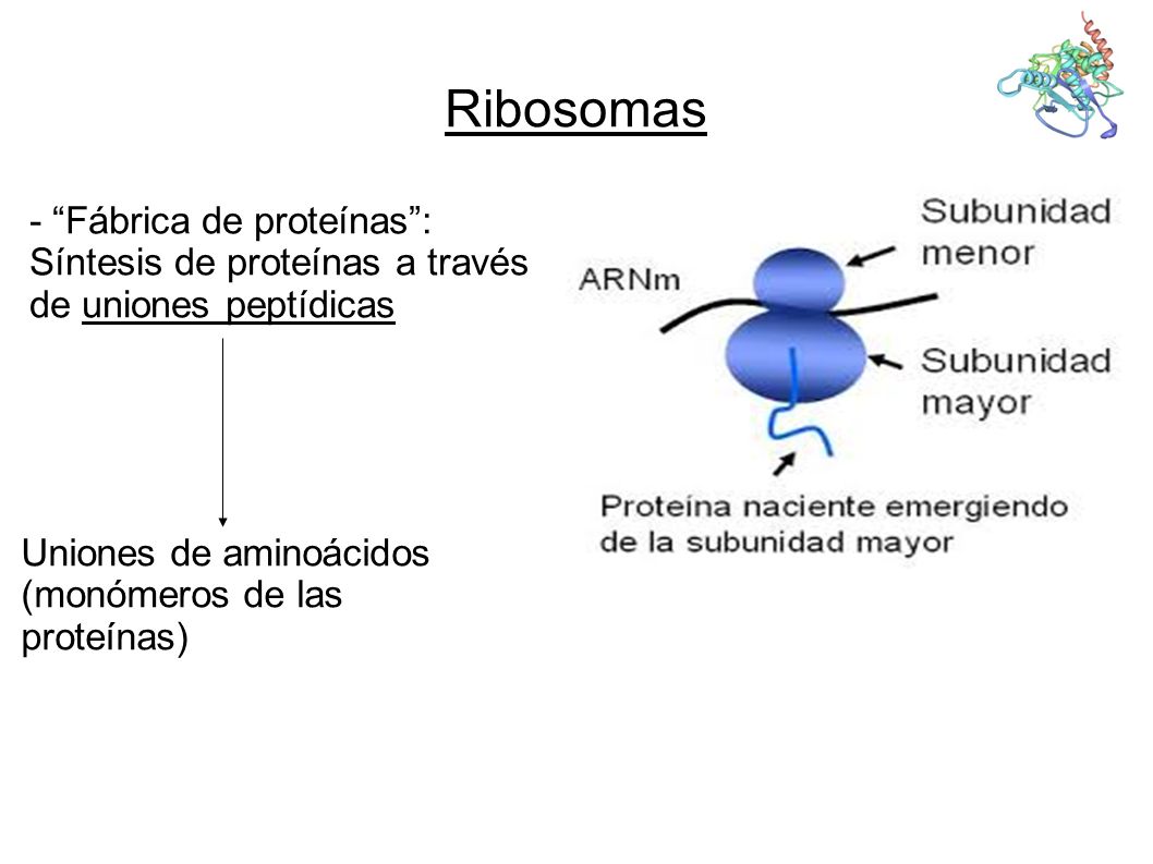 Ribosomas - Fábrica de proteínas : Síntesis de proteínas a través de uniones peptídicas. Uniones de aminoácidos (monómeros de las proteínas)