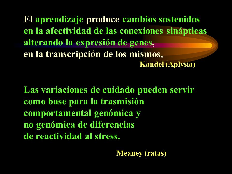 El aprendizaje produce cambios sostenidos en la afectividad de las conexiones sinápticas alterando la expresión de genes, en la transcripción de los mismos. Kandel (Aplysia)