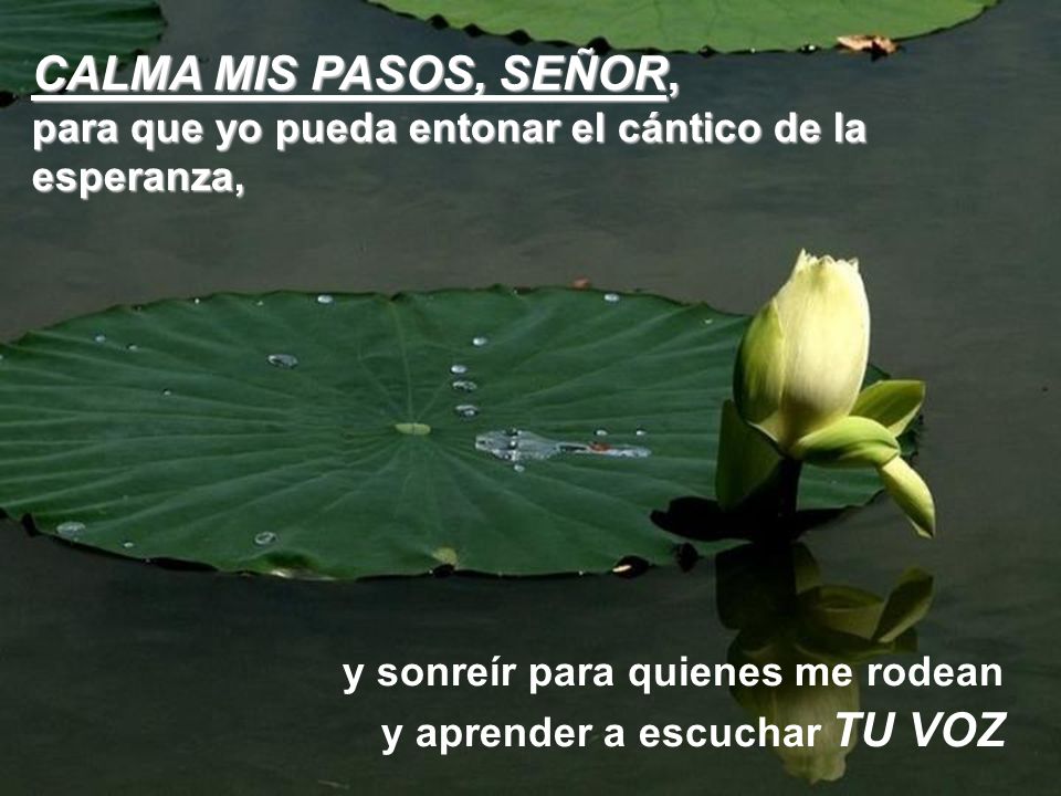 CALMA MIS PASOS, SEÑOR, para que yo pueda entonar el cántico de la esperanza, y sonreír para quienes me rodean.