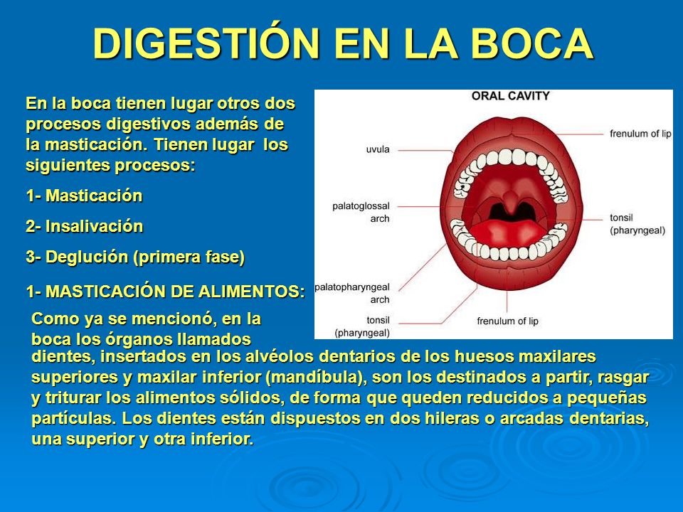 DIGESTIÓN EN LA BOCA En la boca tienen lugar otros dos procesos digestivos además de la masticación. Tienen lugar los siguientes procesos: