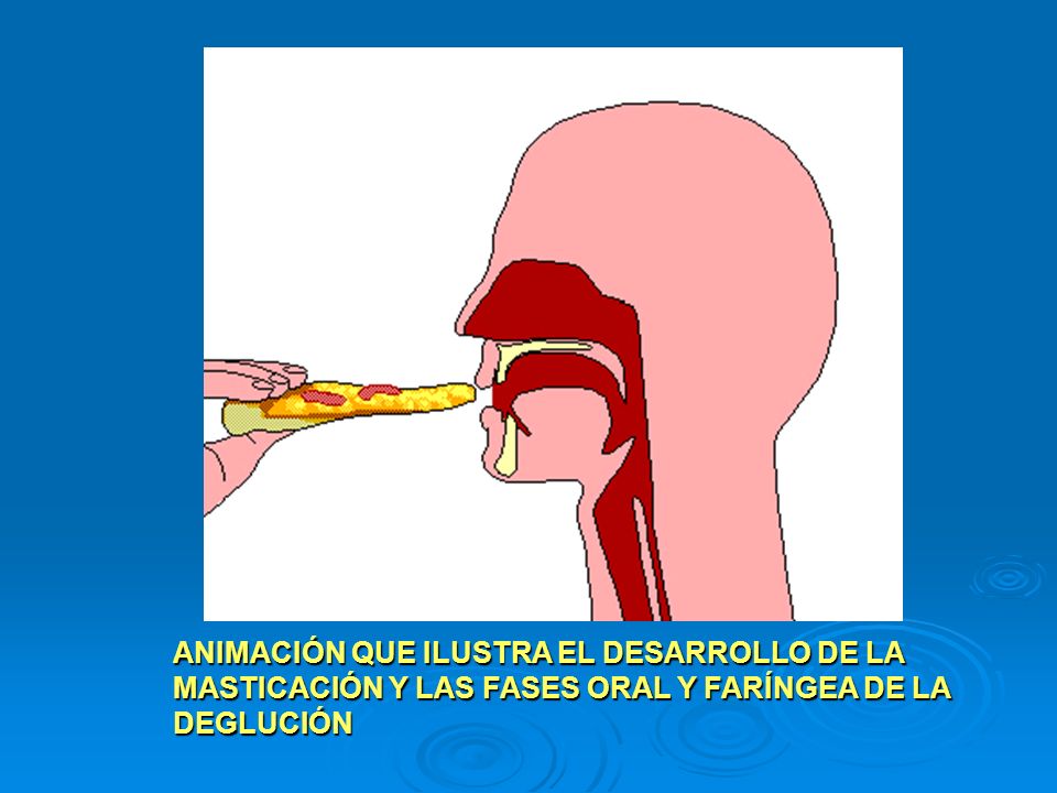 ANIMACIÓN QUE ILUSTRA EL DESARROLLO DE LA MASTICACIÓN Y LAS FASES ORAL Y FARÍNGEA DE LA DEGLUCIÓN