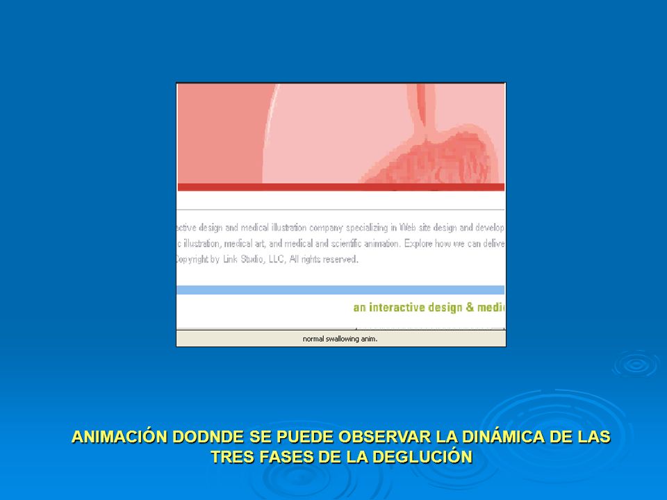 ANIMACIÓN DODNDE SE PUEDE OBSERVAR LA DINÁMICA DE LAS TRES FASES DE LA DEGLUCIÓN