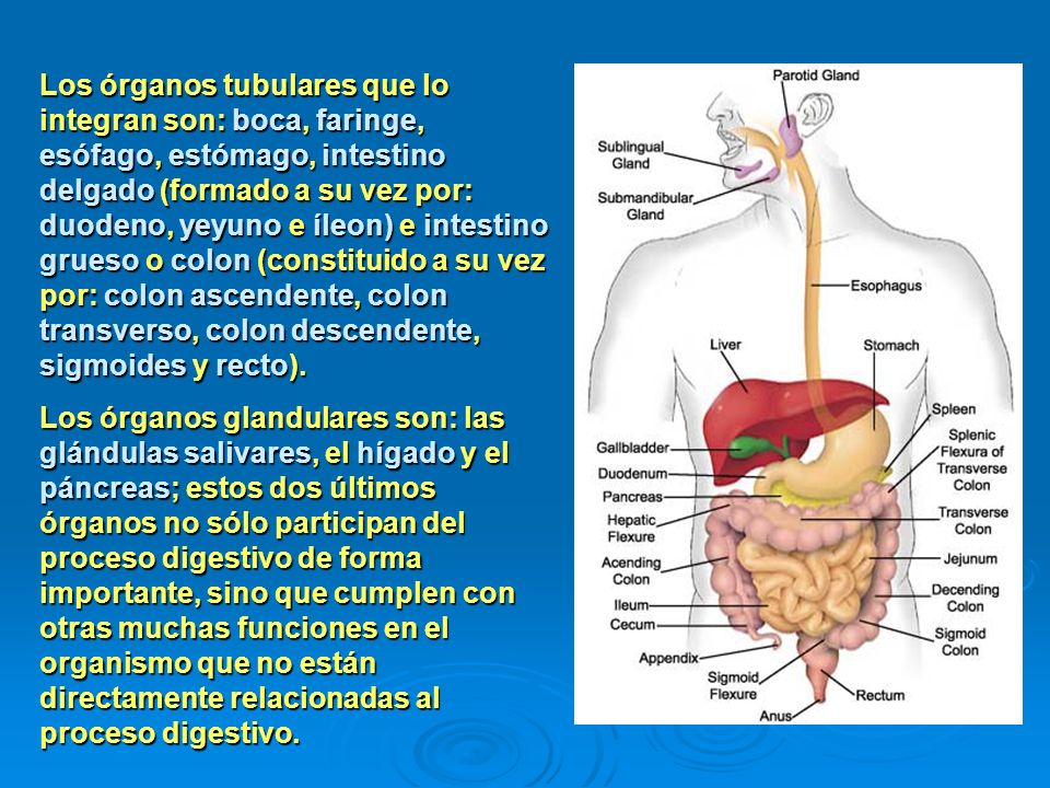 Los órganos tubulares que lo integran son: boca, faringe, esófago, estómago, intestino delgado (formado a su vez por: duodeno, yeyuno e íleon) e intestino grueso o colon (constituido a su vez por: colon ascendente, colon transverso, colon descendente, sigmoides y recto).